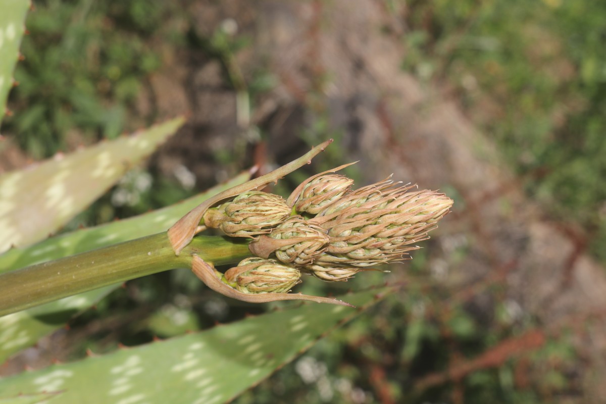 Aloe maculata All.